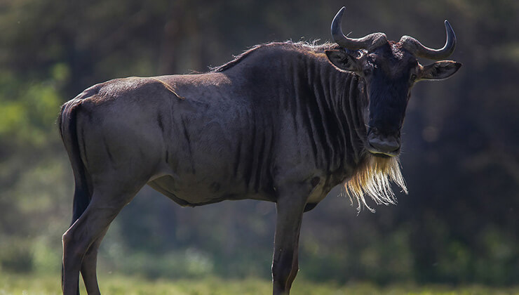 11 gun boyunca araliksiz olarak 12 bin kilometre uctu