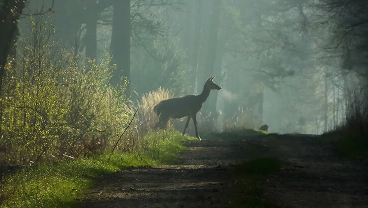 2 yildir kayip leylek bursa8217da ortaya cikti