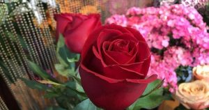 14 Şubat Sevgililer Günü 10 314E1C0D 5EDA 42BC 8B6F 2B442FDEF2E6