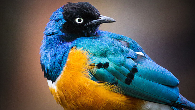 45 metrelik boyuyla dunyanin en buyuk canlisi canli olarak bulundu