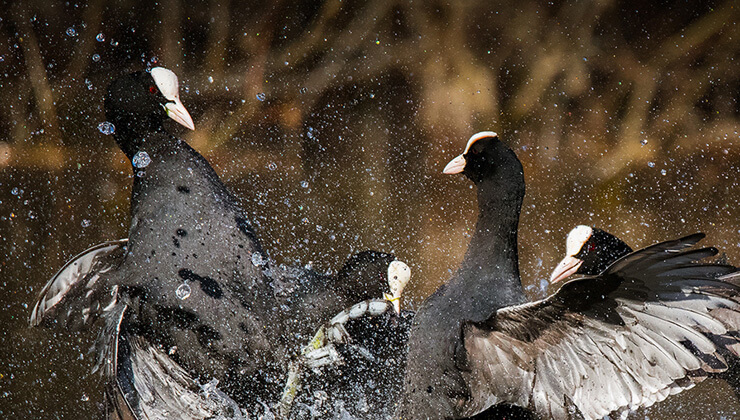 avustralya8217da kiyiya vuran balinalar 708217i kurtarildi 3808217i oldu