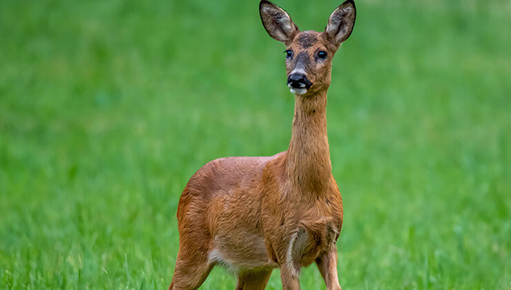 balikcilarin agina bir dev takildi