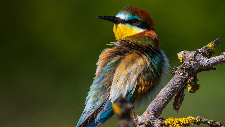 balikcinin oltasina takildi gorenler gozlerine inanamadi8230