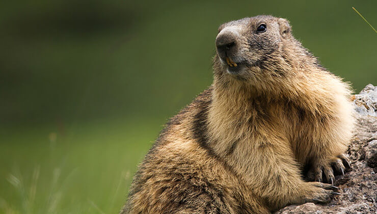 baraj golu yuzeyinde kumelesen baliklar sasirtti