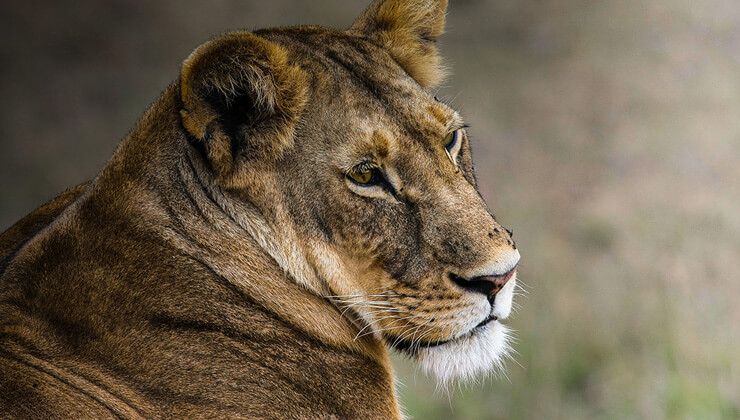 bu balik turu dunyada sadece burdur8217da yasiyor nesli tukenmek uzere