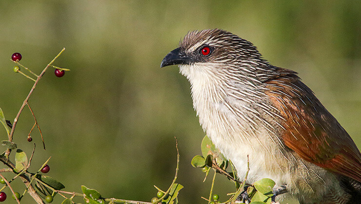 dehsete dusuren olay dev timsah hamile kadini yedi
