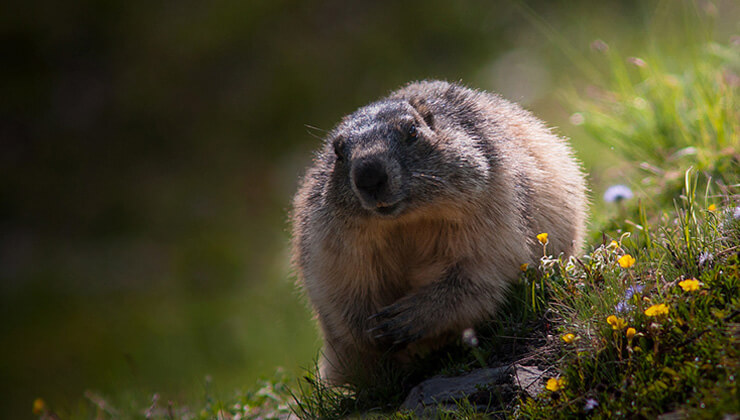 dikkat mavi yengeci avlamanin cezasi 5 bin tl