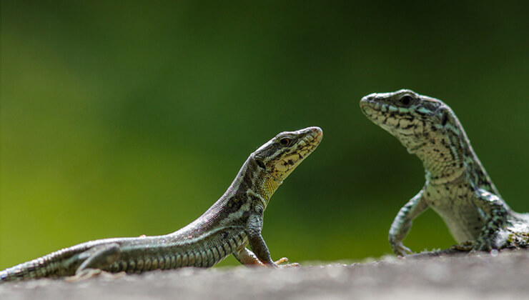 film gibi takip bu balin kilosu 500 tl