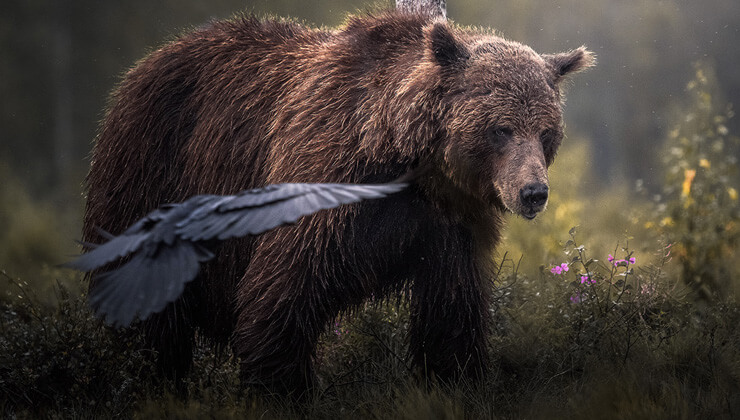 golyazi sonbaharda gocmen kus misafir ediyor
