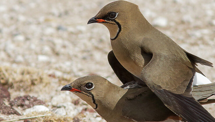 hayalet bocek gorenleri sasirtiyor8230