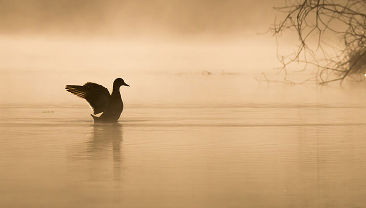 istanbul bogazi8217nin asil sahipleri geri dondu