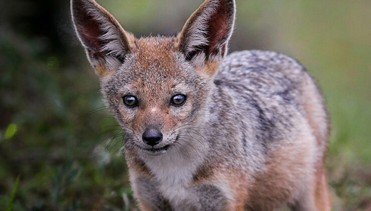 kelaynaklarin sayisi giderek artiyor