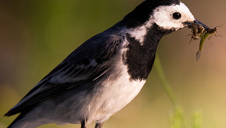 nesli tukenmekte olan canli turkiye8217de bulundu