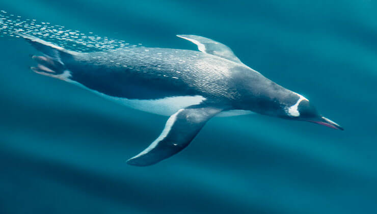 senol gunes arda turan milli takim formasini giyebilir