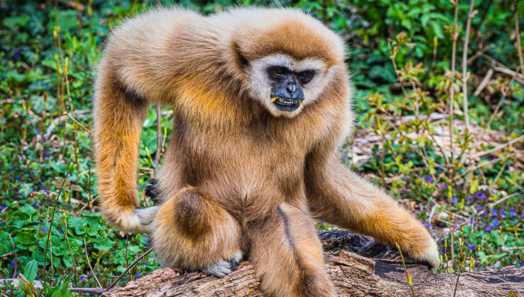 sokaga cikma yasaklarindan sonra kopek satislari artti