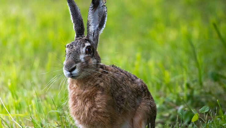 van golu havzasi8217nin narin kuslari flamingolar
