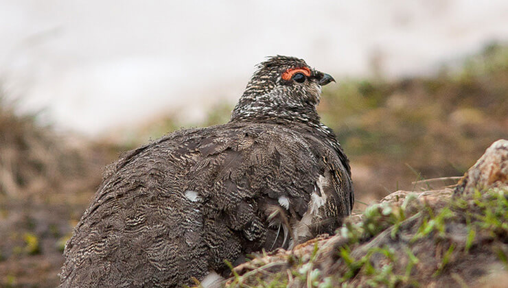 yaban hayatindan fotokapana yakalanan anlar hayrete dusurdu