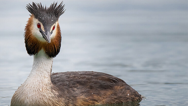 yavru kaplan sibarya kaplanlarina yem oldu