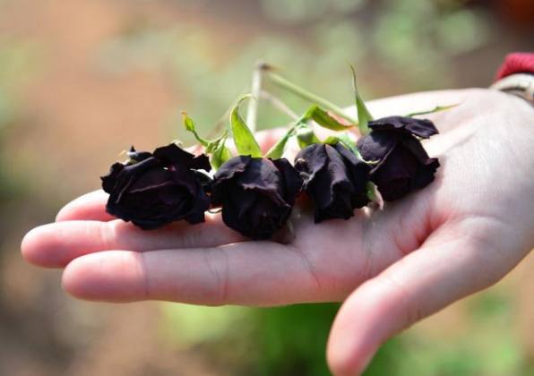 Karagül tescillendi 20 24206514 9C96 4B05 8E2E 9FE6B1C0D52C