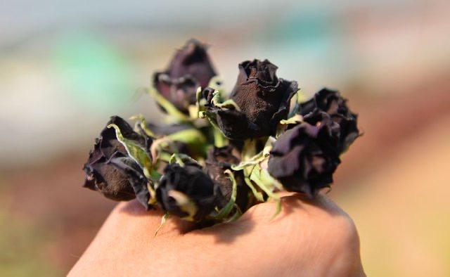 Karagül tescillendi 19 B2D7668B 6719 4B20 A393 D47831B98DA7