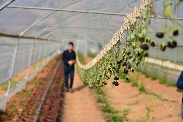 Karagül tescillendi 18 C1465CAF 3F27 40D0 81FE F667B9C0FB41