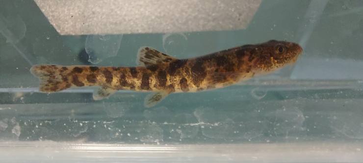 Van Gölü'nde ikinci balık türü keşfedildi 6 D1D86C26 1BDD 45DF B1E1 3B5FE7638E8B