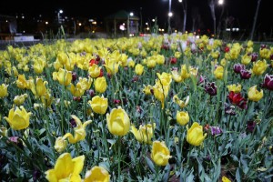 20210407101102 10038 70313