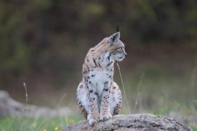 Tunceli’de Görüntülendi 14 WhatsApp Image 2021 05 06 at 10.45.42 1