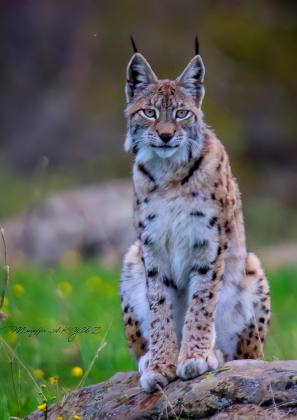 Tunceli’de Görüntülendi 15 WhatsApp Image 2021 05 06 at 10.45.43