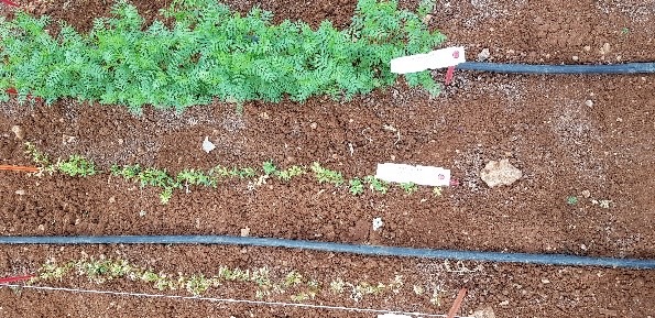 yabancı ot ilacına dayanıklı kırmızı mercimek 10 1D326805 08A2 49AA 8058 64E053BF5230