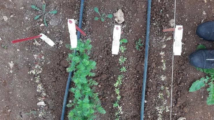 yabancı ot ilacına dayanıklı kırmızı mercimek 11 D68A3377 A16F 44ED 8903 ABE7913BFD84