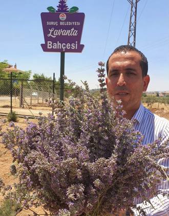 SURUÇ'TA LAVANTA HASADI BAŞLADI... 10 2F5D6BA8 5079 4475 A409 830B6F0C4E22