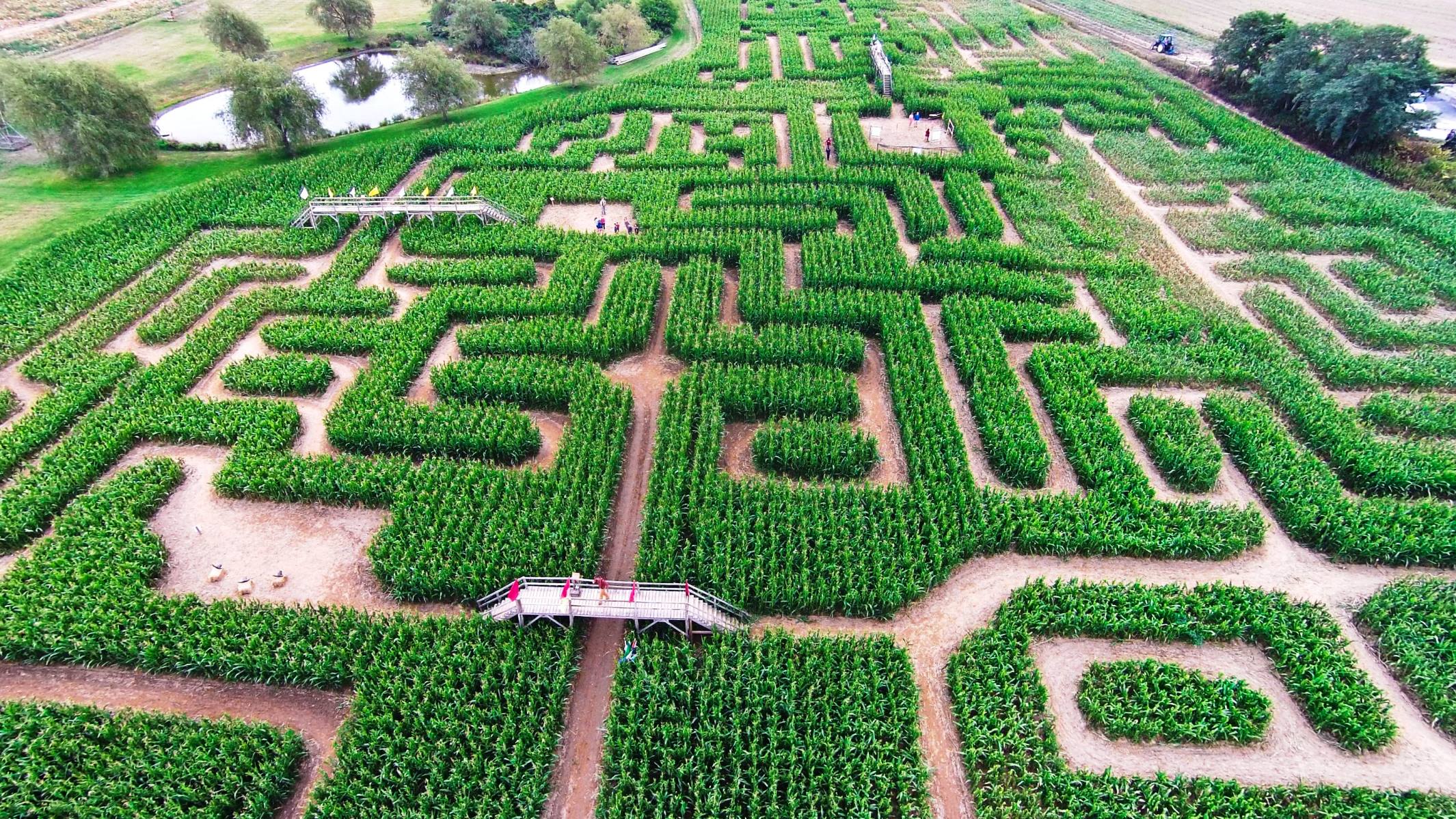 misir labirenti ornek