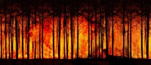 2021 Orman Yangınları