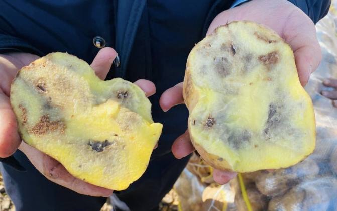 ZABITA, 20 TON ÇÜRÜMÜŞ PATATESE EL KOYDU 6 47B739D2 E0F0 4776 BC85 E8AEF927CA14