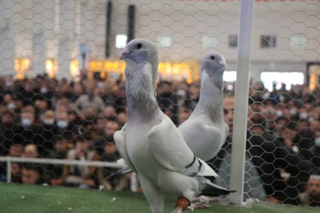 BARIŞ GÜVERCİNLERİ UKRAYNA İÇİN GÖKYÜZÜNE BIRAKILDI 19 0E60F956 927B 4D62 949F 56F758DC055A