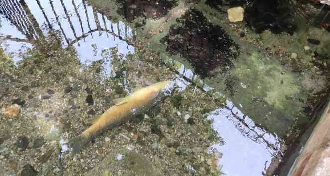 Urfa Haberleri Balıklıgöl’de Balık Ölümleri