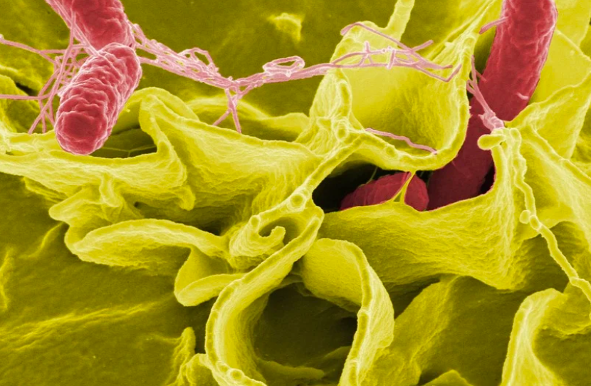 salmonella krizi nasil onlenir