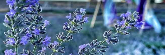 "Lavanta Tarla” günleri 6 75CEDDB2 662E 4309 AF30 1B81C4D258DA