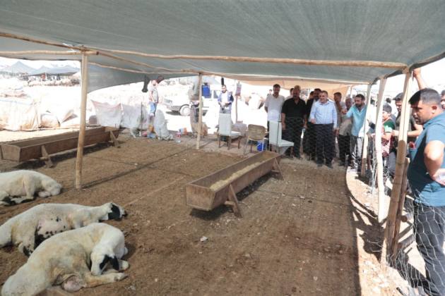 HAYVAN PAZARINDA İNCELEME 15 AB70C4EF 87DB 4128 ABD1 0F9274CD1D17