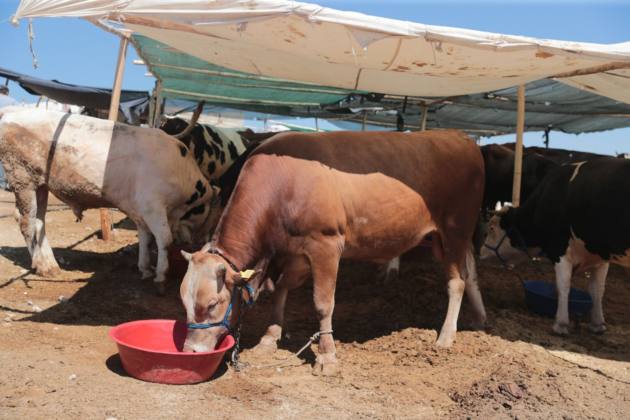 HAYVAN PAZARINDA İNCELEME 16 F25A9EAC 2EB8 45AF B676 94D58ADC0DBA