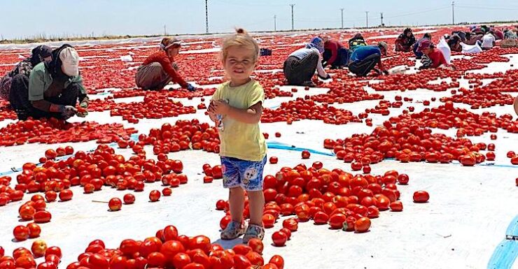 Avrupa’ya kurutulmuş domates