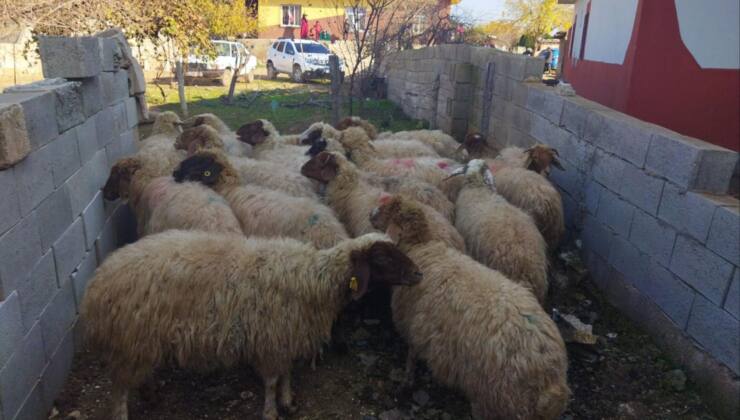 hayvan hırsızları yakalandı 6 IMG 20221212 WA0029