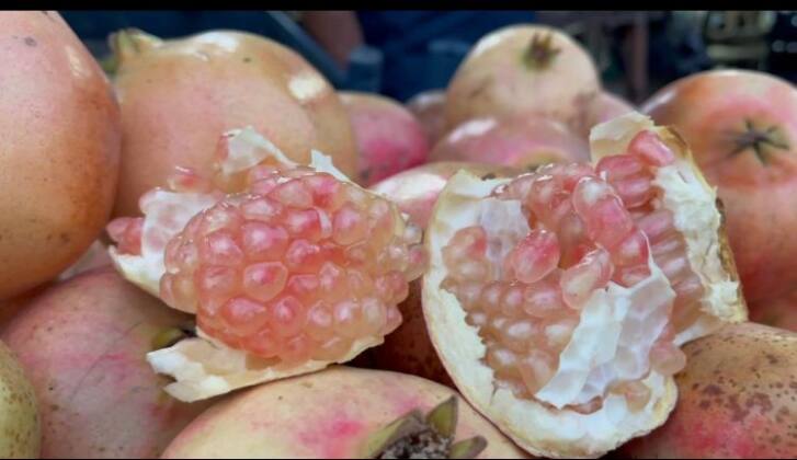 SURUÇ NAR’I TESCİLLENDİ 11 d9f1cf9b 543d 4525 8cc9 00c0c971dab8