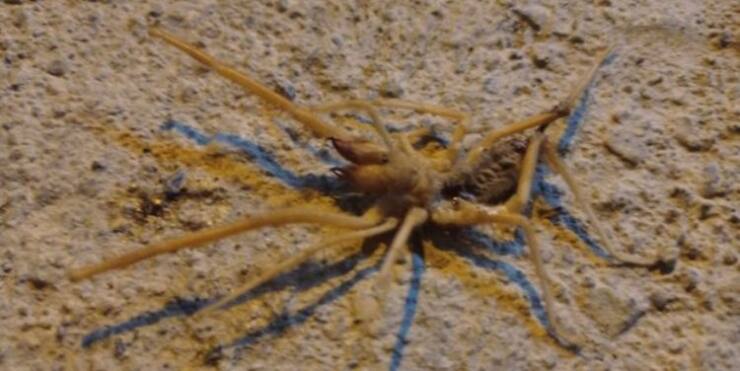 Havalar ısındı, sarıkız çıktı 6 023ca39a c45d 4dd5 add2 d46cf53a7fa4