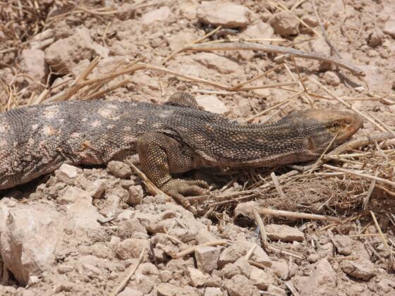 35f5f258 4117 4204 a2f4 a92f784604fd