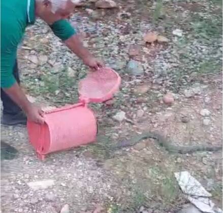 en zehirli yılan 6 f99894c7 e830 46eb 8f5e 0d42faf3831a