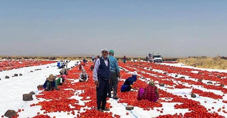 Urfa Haberleri Kurutulmuş domates ihracatı