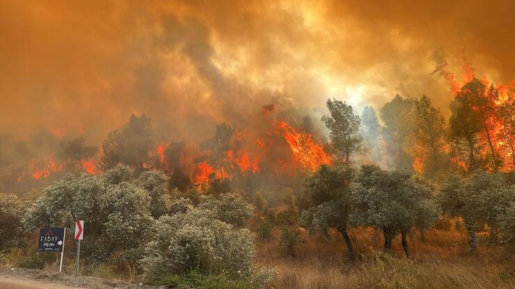 Muğla’da orman yangını: Müdahale ediliyor