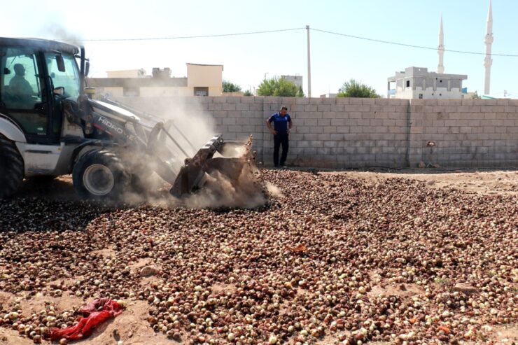 Urfa Haberleri Akçakale’de 4 ton çürümüş soğan ele geçirildi